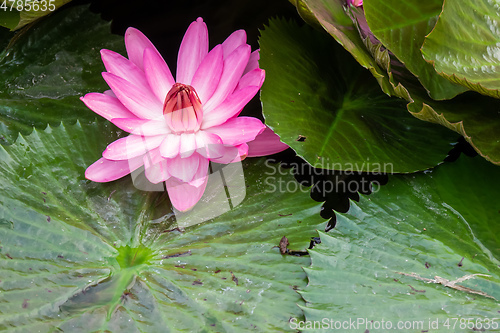 Image of beautiful pink water lily in the garden pond