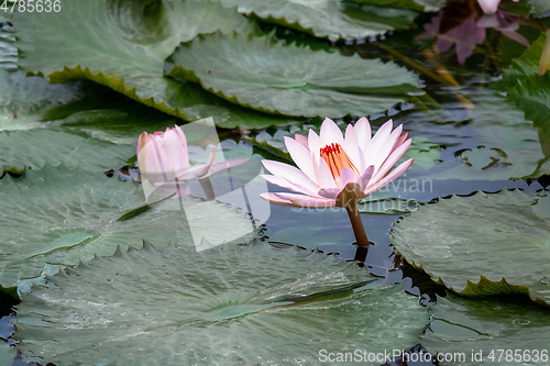 Image of beautiful pink water lily in the garden pond