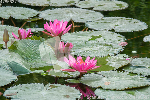 Image of beautiful pink water lily in the garden pond