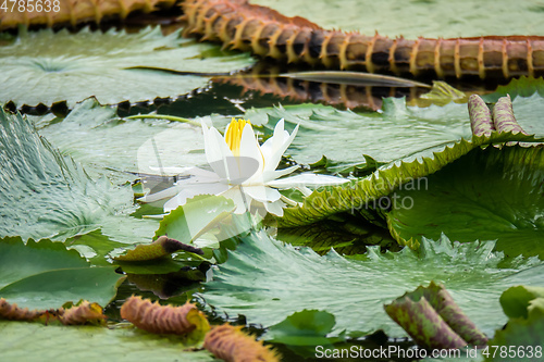 Image of beautiful white water lily in the garden pond