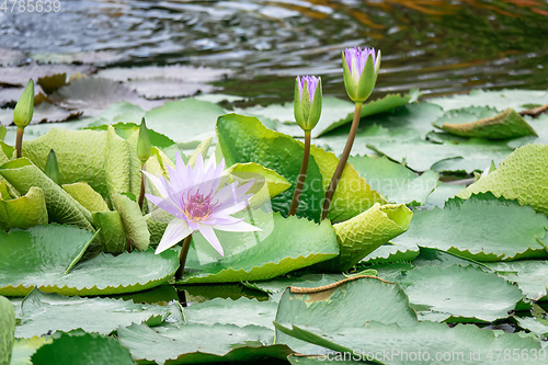 Image of beautiful purple water lily in the garden pond