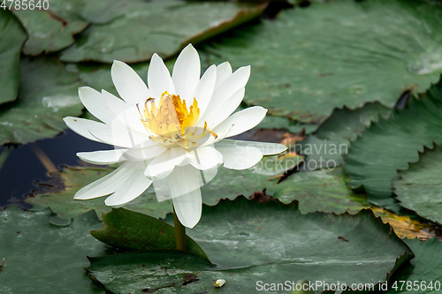 Image of beautiful white water lily in the garden pond