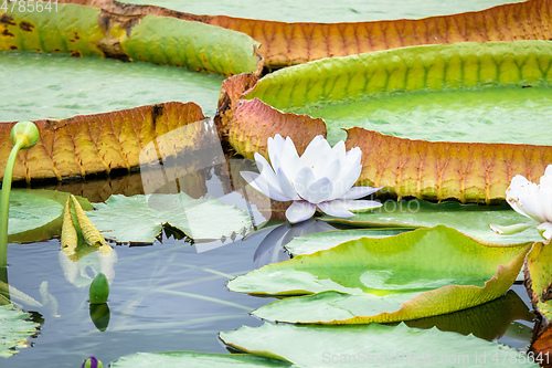 Image of beautiful white water lily in the garden pond