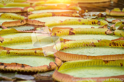 Image of some water lilies leafs in a pond