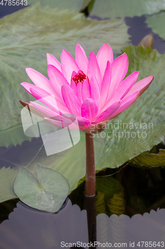 Image of beautiful pink water lily in the garden pond