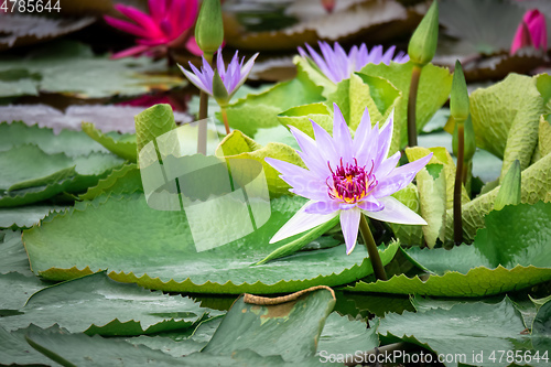 Image of beautiful purple water lily in the garden pond