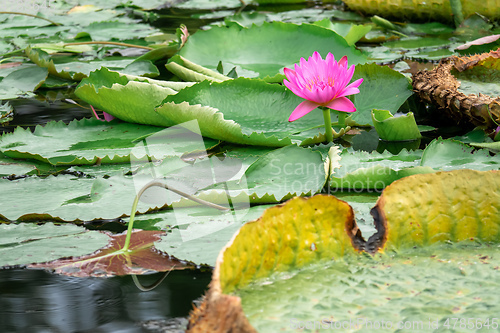 Image of beautiful pink water lily in the garden pond