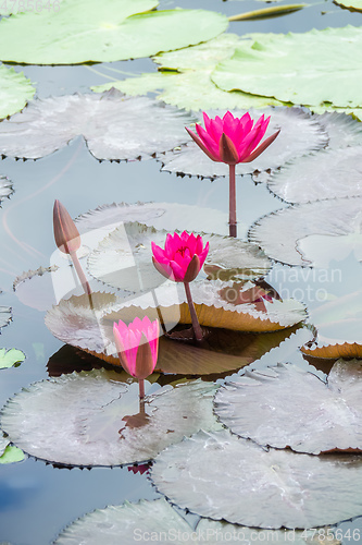 Image of beautiful pink water lily in the garden pond