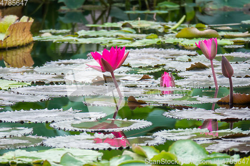 Image of beautiful pink water lily in the garden pond