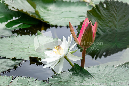 Image of beautiful white water lily in the garden pond