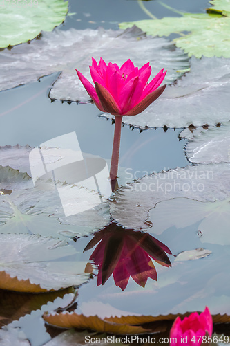 Image of beautiful pink water lily in the garden pond