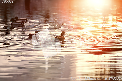 Image of ducks in a pond at sunset