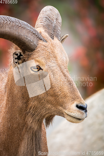 Image of beautiful male capricorn portrait