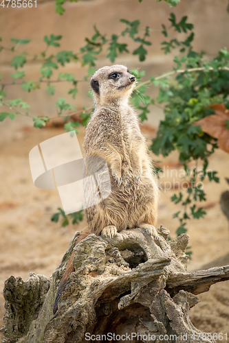 Image of watching beautiful typical meercat