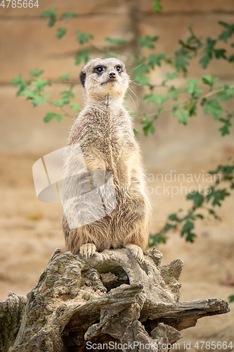 Image of watching beautiful typical meercat