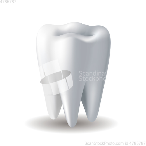 Image of Realistic white Tooth isolated on white background