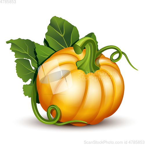 Image of Pumpkins with leaves isolated on white background