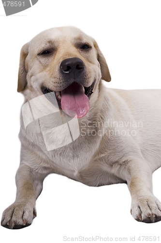 Image of portrait of the white caucasian sheep dog. Isolated on white