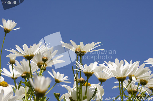 Image of Spring Background