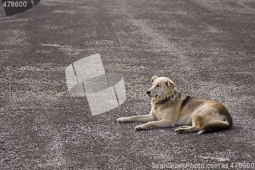 Image of lonely street dog