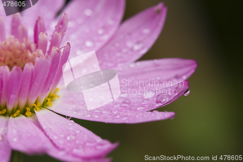 Image of drops in the flowers 