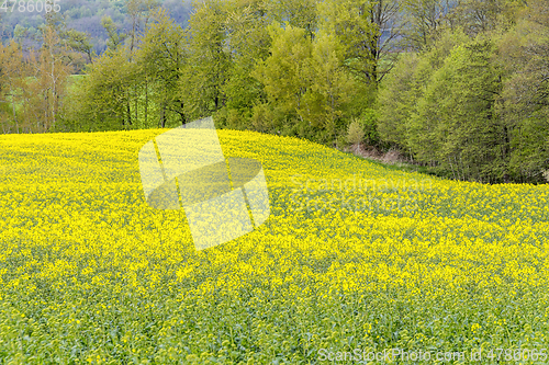 Image of field of rapeseed at spring time