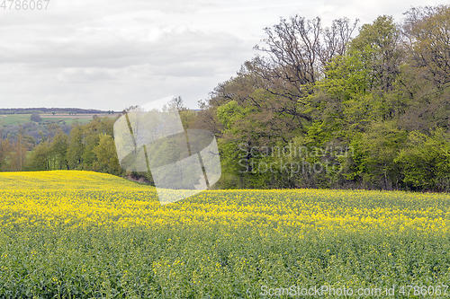 Image of field of rapeseed at spring time