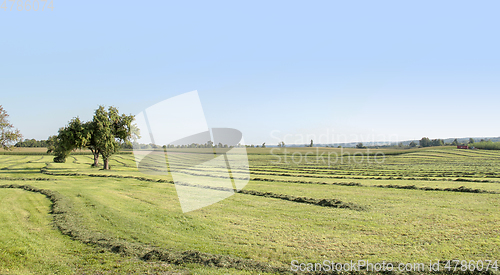 Image of meadow with fruit trees