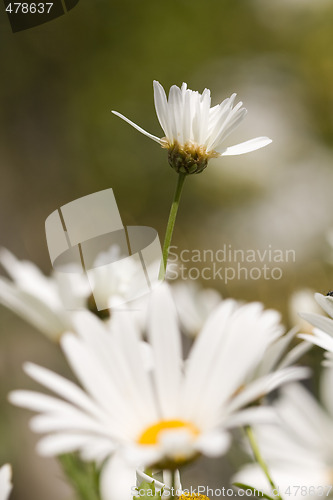 Image of Daisies in spring