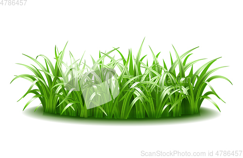 Image of A thick tuft of green, juicy, bright grass.
