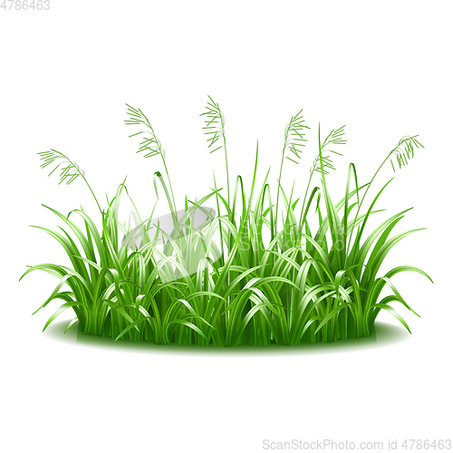 Image of A thick tuft of green, juicy, bright grass.