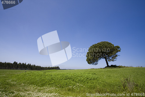 Image of Lonely Tree