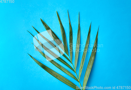 Image of green palm leaf on blue background