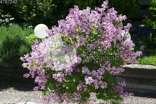 Image of Lilac flowers in blossom