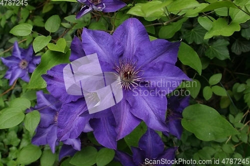Image of Blue flower