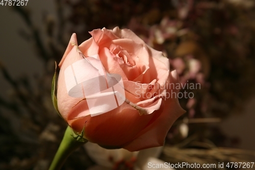 Image of Red rose