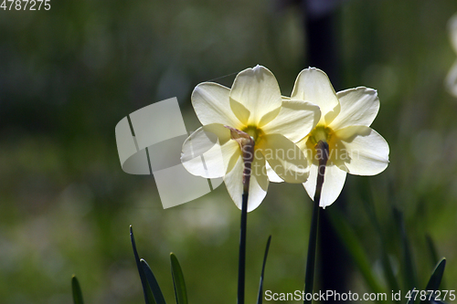 Image of A couple of daffodils