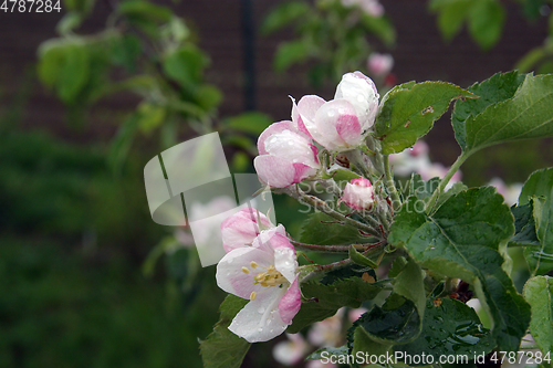 Image of Close up of fruit flowers in the earliest springtime