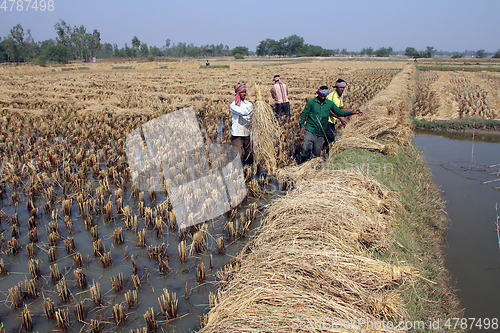 Image of Farmer harvesting rice on rice field in Baidyapur, West Bengal, India