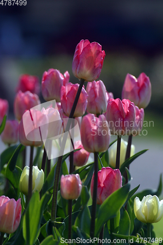 Image of Colorful tulips in spring
