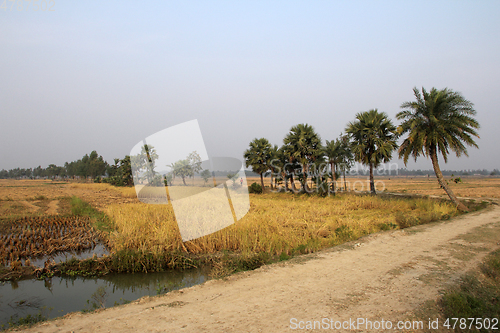 Image of Rice field in West Bengal, India
