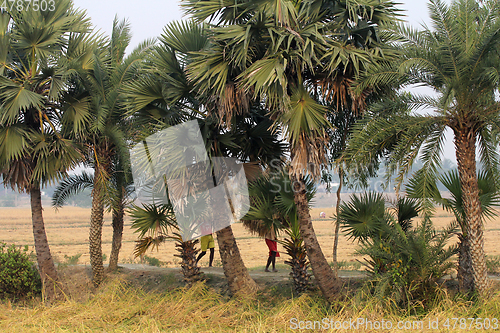 Image of Farmer carries rice from the farm home in Baidyapur, West Bengal, India