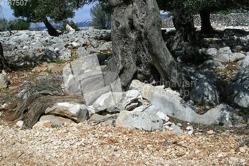 Image of Old olive tree