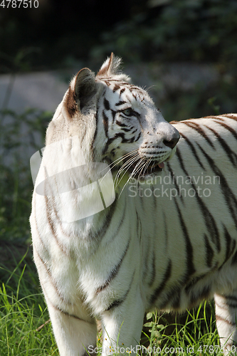 Image of White Bengal tiger