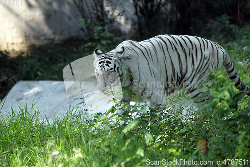 Image of White Bengal tiger