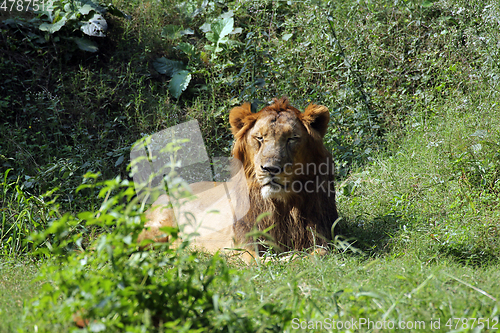 Image of Lion (Panthera leo)