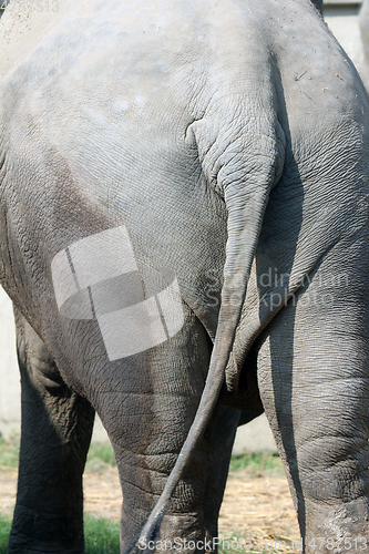 Image of Asian Elephant