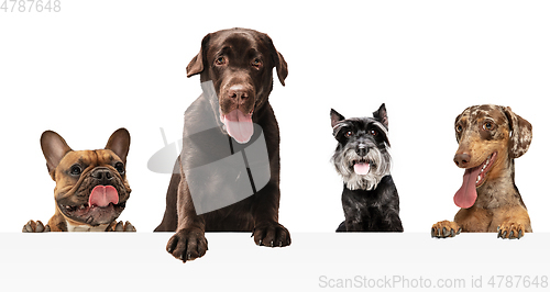 Image of Art collage made of funny dogs different breeds posing isolated over white studio background.