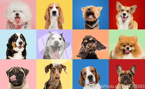 Image of Art collage made of funny dogs different breeds on multicolored studio background.