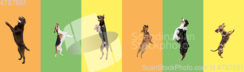 Image of Art collage made of funny flying dogs different breeds jumping high on multicolored studio background.